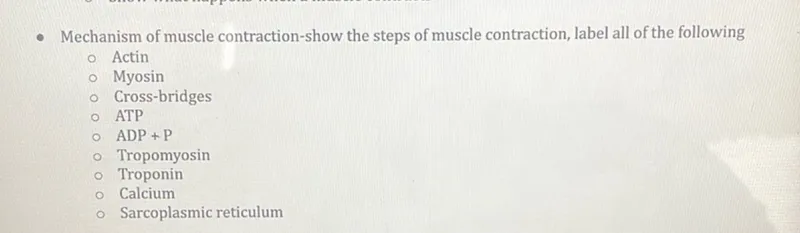 - Mechanism of muscle contraction-show the steps of muscle contraction, label all of the following
Actin
Myosin
Cross-bridges
ATP
ADP + P
Tropomyosin
Troponin
Calcium
Sarcoplasmic reticulum