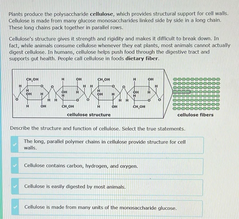 Plants produce the polysaccharide cellulose, which provides structural support for cell walls. Cellulose is made from many glucose monosaccharides linked side by side in a long chain. These long chains pack together in parallel rows.

Cellulose's structure gives it strength and rigidity and makes it difficult to break down. In fact, while animals consume cellulose whenever they eat plants, most animals cannot actually digest cellulose. In humans, cellulose helps push food through the digestive tract and supports gut health. People call cellulose in foods dietary fiber.

Describe the structure and function of cellulose. Select the true statements.
The long, parallel polymer chains in cellulose provide structure for cell walls.

Cellulose contains carbon, hydrogen, and oxygen.

Cellulose is easily digested by most animals.

Cellulose is made from many units of the monosaccharide glucose.