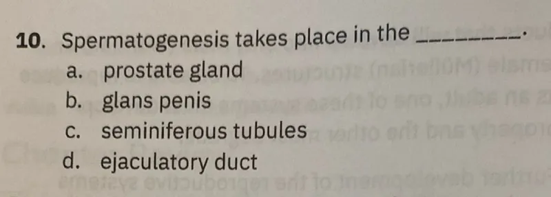 Spermatogenesis takes place in the
a. prostate gland
b. glans penis
c. seminiferous tubules
d. ejaculatory duct