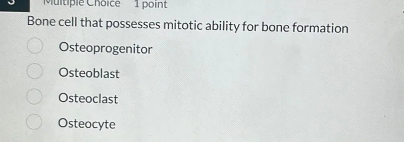 Bone cell that possesses mitotic ability for bone formation