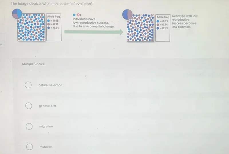 The image depicts what mechanism of evolution?

Genotype with low reproductive success becomes less common.