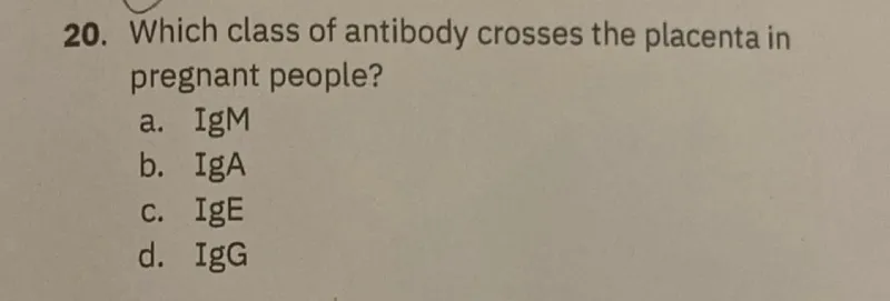 Which class of antibody crosses the placenta in pregnant people?