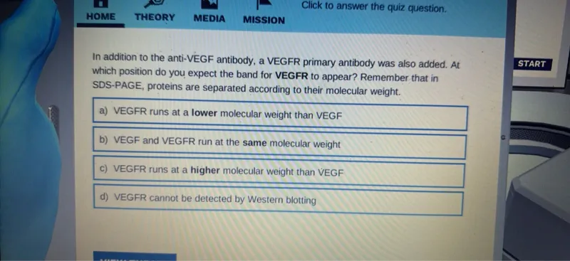 In addition to the anti-VEGF antibody, a VEGFR primary antibody was also added. At which position do you expect the band for VEGFR to appear? Remember that in SDS-PAGE, proteins are separated according to their molecular weight.
a) VEGFR runs at a lower molecular weight than VEGF
b) VEGF and VEGFR run at the same molecular weight
c) VEGFR runs at a higher molecular weight than VEGF
d) VEGFR cannot be detected by Western blotting