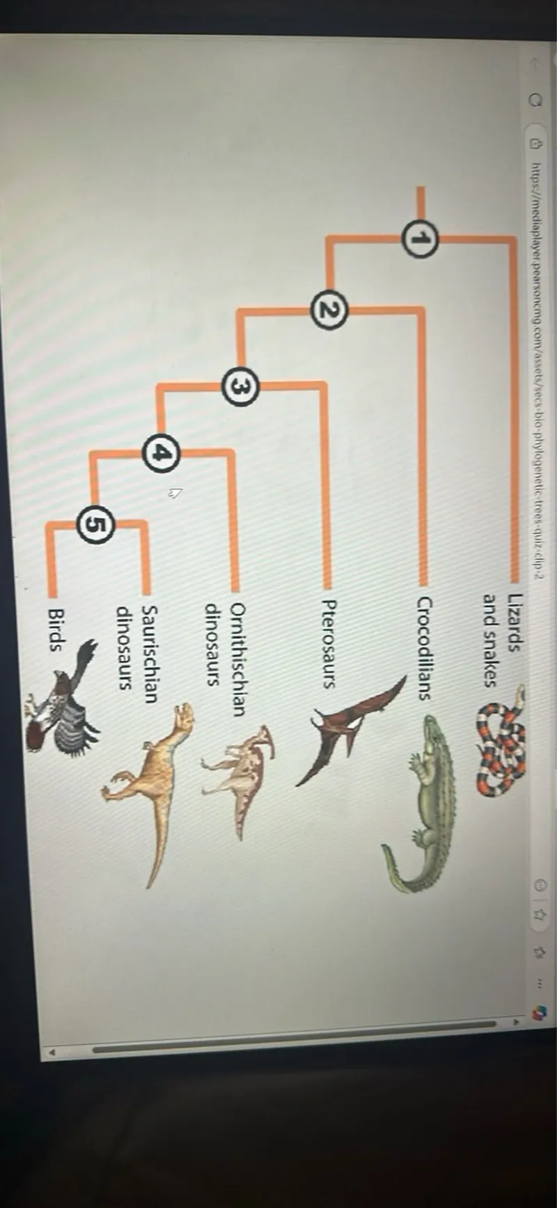 Lizards and snakes (2)

Pterosaurs (3) dinosaurs

Saurischian dinosaurs (5)