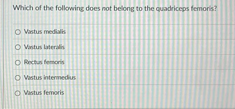 Vastus femoris