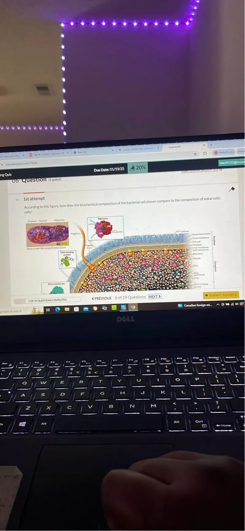 According to the figure, how does the biochemical composition of the bacterial cell shown compare to the composition of eukaryotic cells?